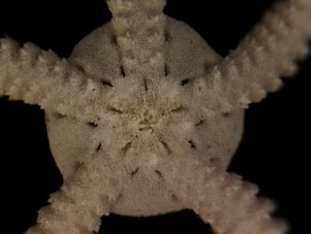 Media type: image; Invertebrate Zoology OPH-4171